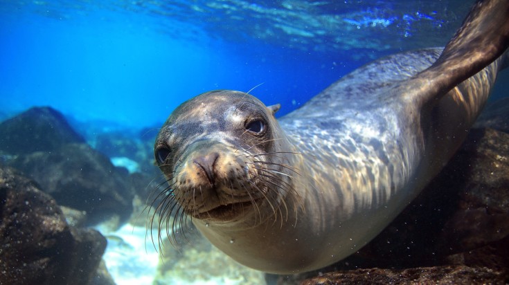 A sea lion underwater, one of the attractions during a 10-day Galapagos tour A sea lion underwater, one of the attractions during 10-day Galapagos tour