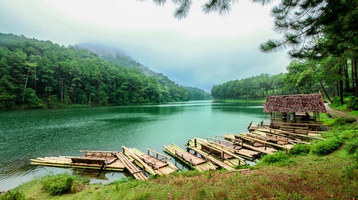 Bamboo rafts lined along the shore in a river overlooking the dense forest on a foggy day. 