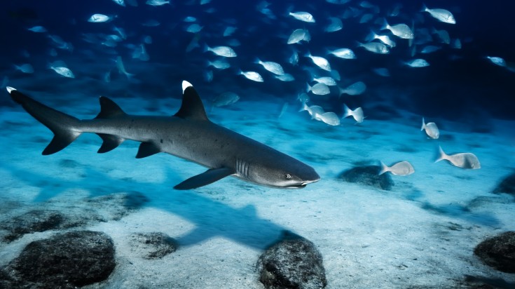Dive and get up cReef sharks in the Galapagos, visible on a 12-day tour to Galapagos.lose with reef sharks on a 12-day tour to Galapagos. Reef sharks in the Galapagos, visible on a 12-day tour to Galapagos.