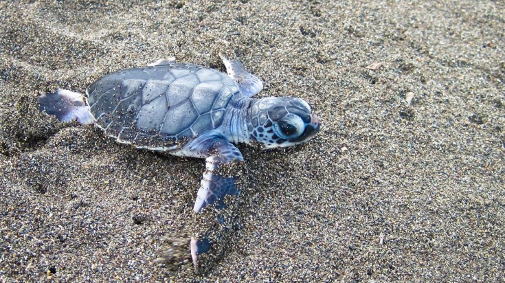 Visit Tortuguero National Park and get a chance to see baby turtles in the shore. A baby turtle on the shores of Tortuguero in Costa Rica