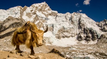 A Domestic Yak on the Everest Base Camp trek.