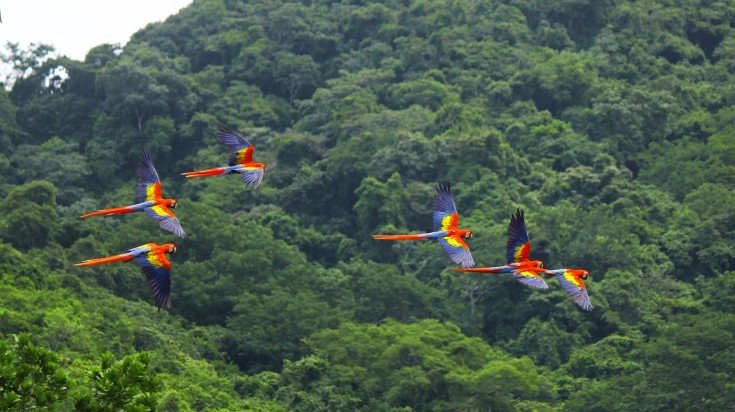 A flock of scarlet macaws flying above a forest.