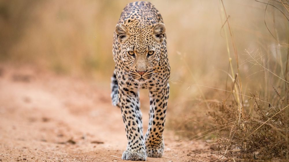 the big 5 everything you need to know bookmundi
