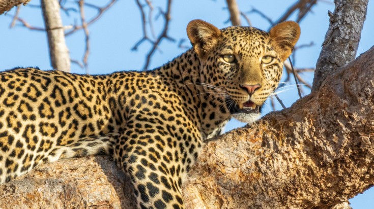 A leopard resting on a tree branch in Tsavo National Park in summer.