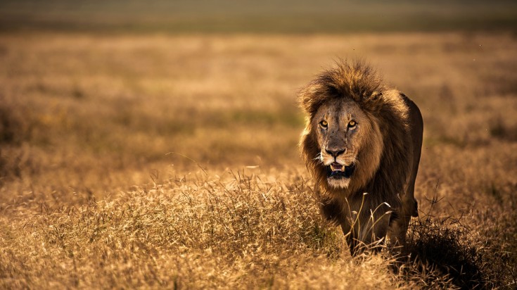 A lion spotted in the Ngorongoro Crater.