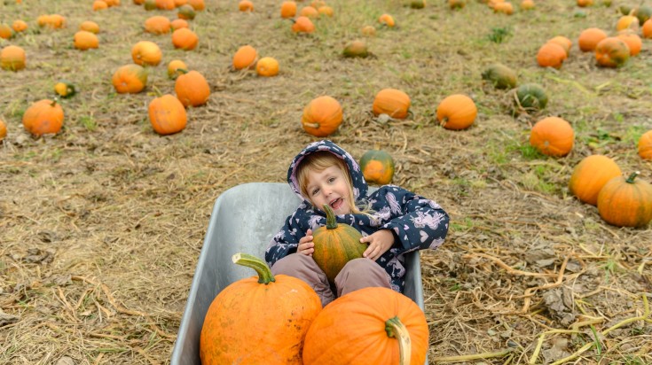 A little girl seated in a wheel barrow along with pumpkins, in a pumpkin fi