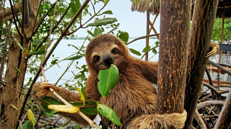 A sloth looking right at the camera.