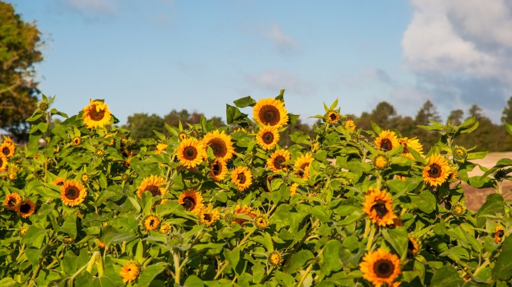 A sunflower field in Denmark. A sunflower field in Denmark.