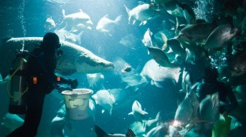 Adventures in Dubai diving with sharks