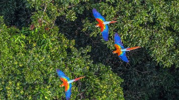 Macawa in the Amazon rainforest in Acre, Brazil.