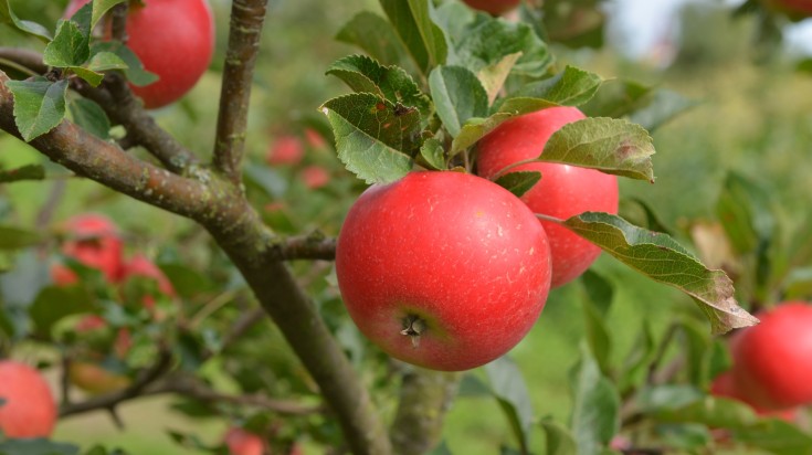 An apple tree with very red apples in Sweden's apple area near Kivik.