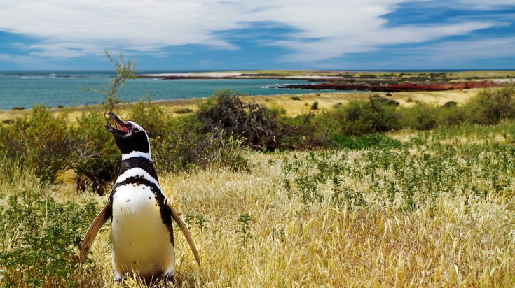 Natural habitat of Magellanic penguins