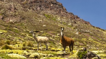 Llamas on the Ausangate trek