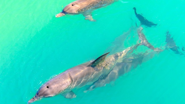 Dolphins near the shore at Monkey Mia in western Australia