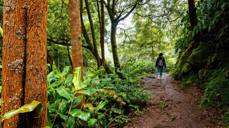 Hiking in the Azores during January is a good activity considering the cool weather. The trails however can get muddy right after a drizzle. Woman hiking along a muddy trail in the Azores in January