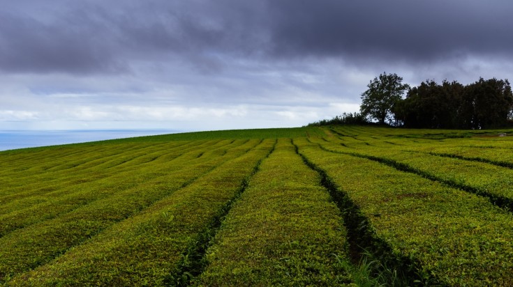 For a unique experience, hike through the tea fields in Gorreana Tea Plantations. If it’s too rainy to hike, you can still visit the plantation, and learn about the tea production process. Tea plantation farm in the Azores during cloudy January day