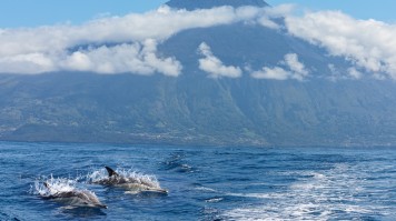 A pair of dolphins swim in ocean water with a mountain in the background