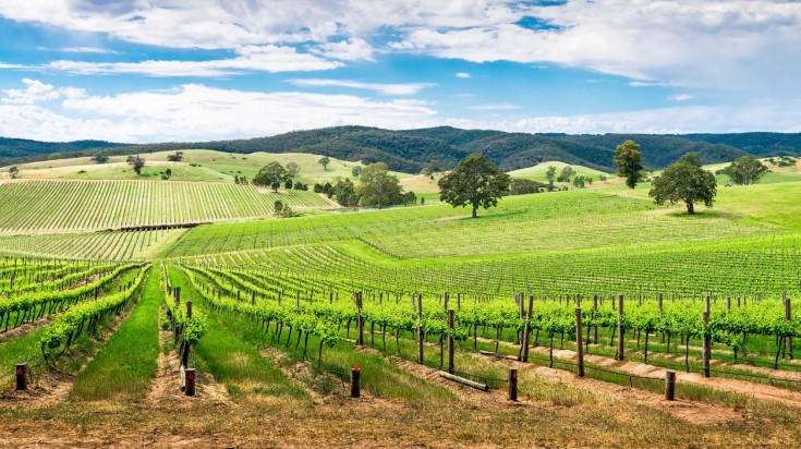 Barossa Valley is known for most exquisite shiraz grapes.