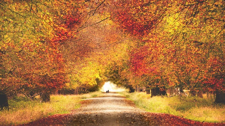 Beautiful autumn foliage covering a park in Denmark during October.