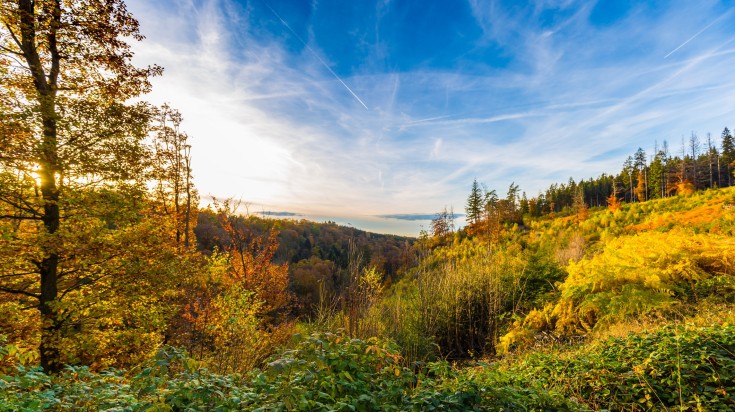 Autumnal landscape with fall trees in Hoegne Valley at Ardennes.