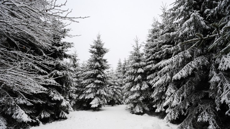 Frozen forest in the Ardennes Region in Belgium in December.