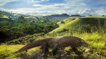 A Komodo dragon roams freely at Komodo National Park Komodo Island is one of the best places to visit in Indonesia
