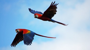 bird watching in Garden Route National Park