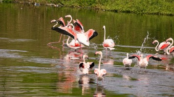 Birdwatching in Garden Route National Park