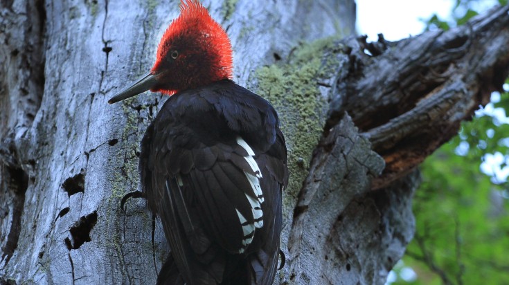 Magellanic woodpecker on the trees of Tierra del Fuego National Park. Magellanic woodpecker on the Tierra del Fuego National Park.trees of