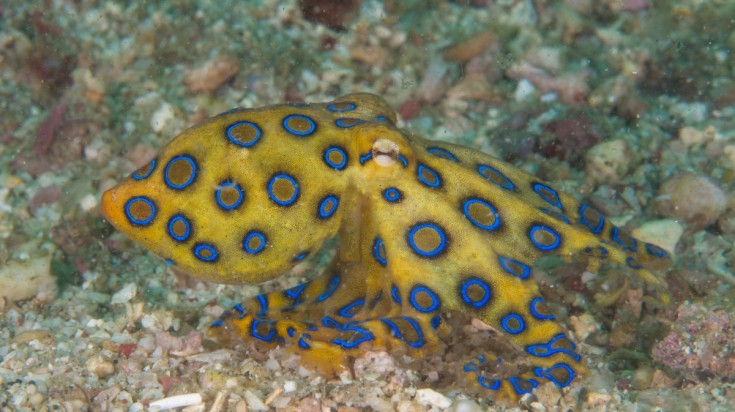 Diving in Sydney opens opportunity to explore many of its sea creatures.