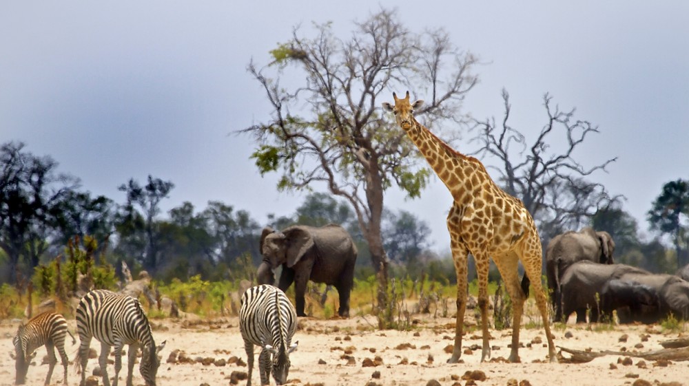 [Image: bookmundi-serengeti-safari-guide-animals...00X561.jpg]