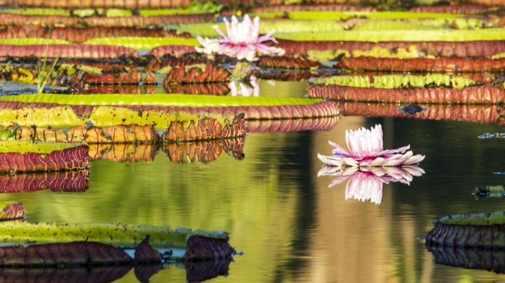 Victoria Water Lilies