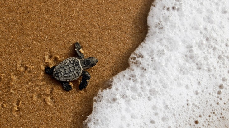 ea turtle crawling to the ocean on Bahia coast, Brazil