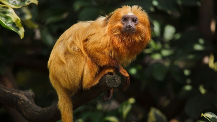 Golden lion tamarin (Leontopithecus rosalia)