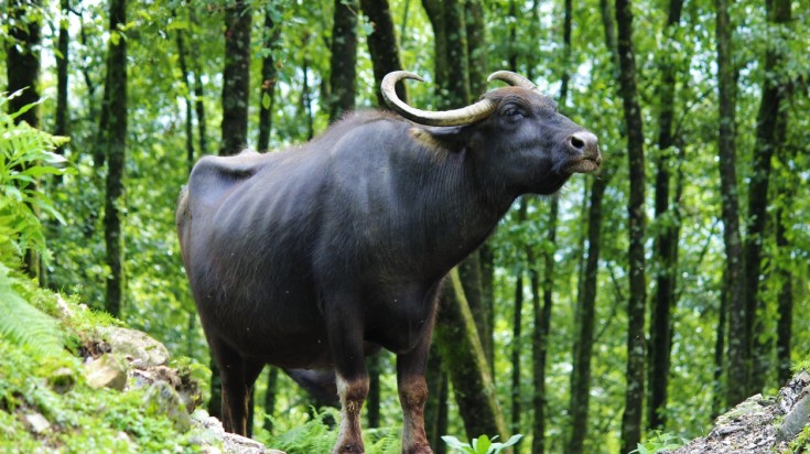 Spot wild buffalos in Koshi Tappu Wildlife Reserve.