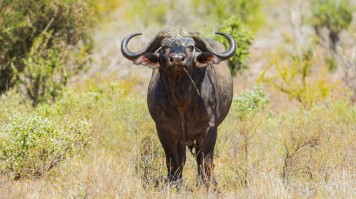 African Buffalo