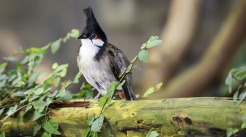 Bulbul