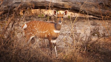 Bushbuck