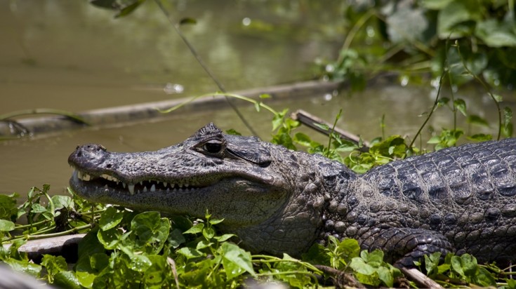 Caiman in the rivers of Tortuguero National Park