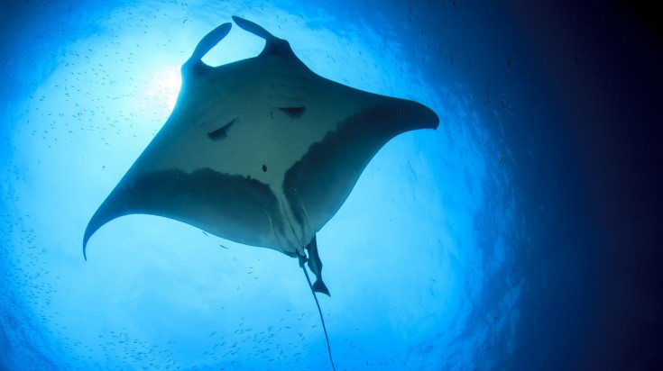 Cano Island in Costa Rica is one of the best dive sites to spot manta rays