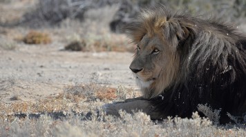 A lion at Inverdoorn Game Reserve.