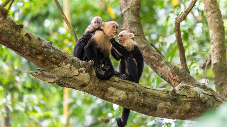 Capuchin in Manuel Antonio National Park in Costa Rica