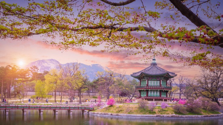 Gyeongbokgung palace with cherry blossom tree on dusk in South Korea.