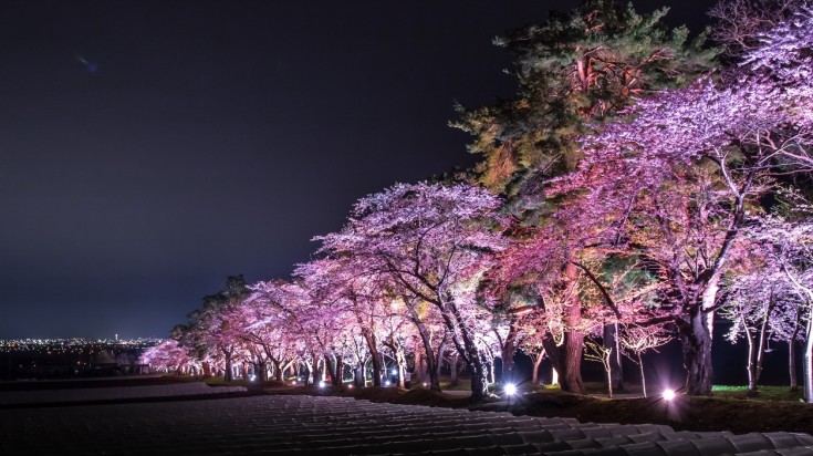  The illuminated cherry blossom trees at night is the best part about a cherry blossom festival in Japan.