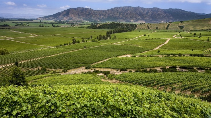 Vineyards producing Chilean wine near Santa Cruz.