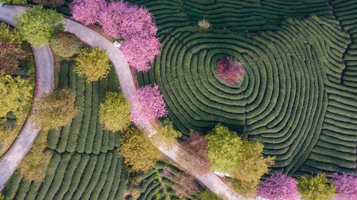 Pink cherry trees at a tea garden in China in April.