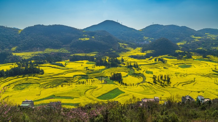 An aerial view of green rapeseed field in Luoping in China.