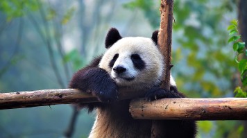 A panda hanging on a tree at Bifengxia nature reserve.