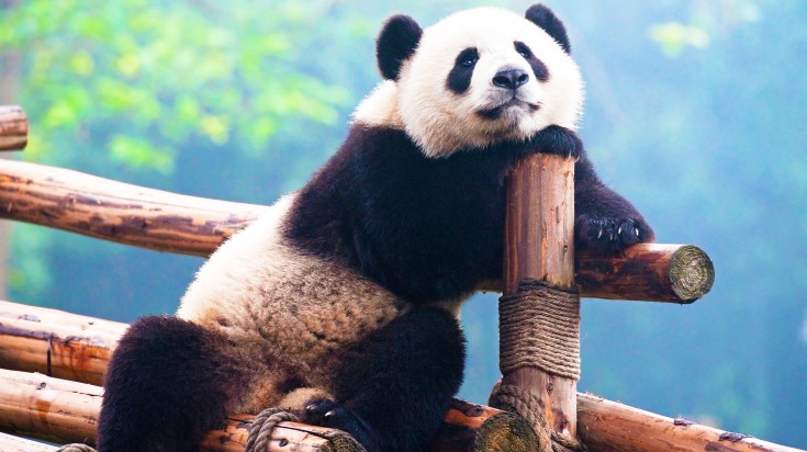 See a panda resting while spending 5 days in Chengdu.