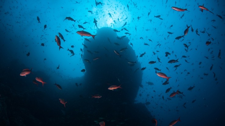 Cocos Island is a great place for diving in Costa Rica to witness fishes